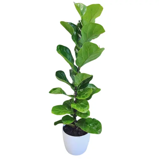 Planta Ficus Pandurata M14